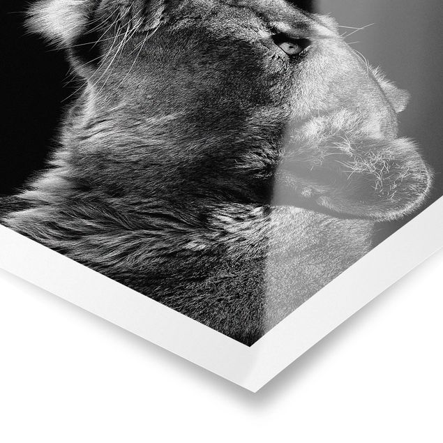 Tableaux noir et blanc Portrait d'une lionne
