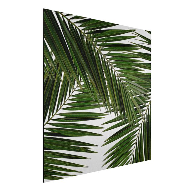 Décorations cuisine Vue à travers des feuilles de palmier vertes
