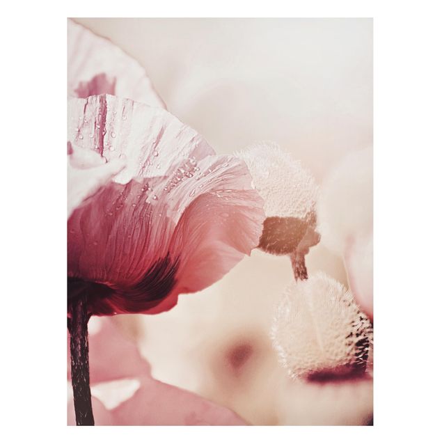 Tableau coquelicot Fleur de coquelicot rose pâle avec gouttes d'eau