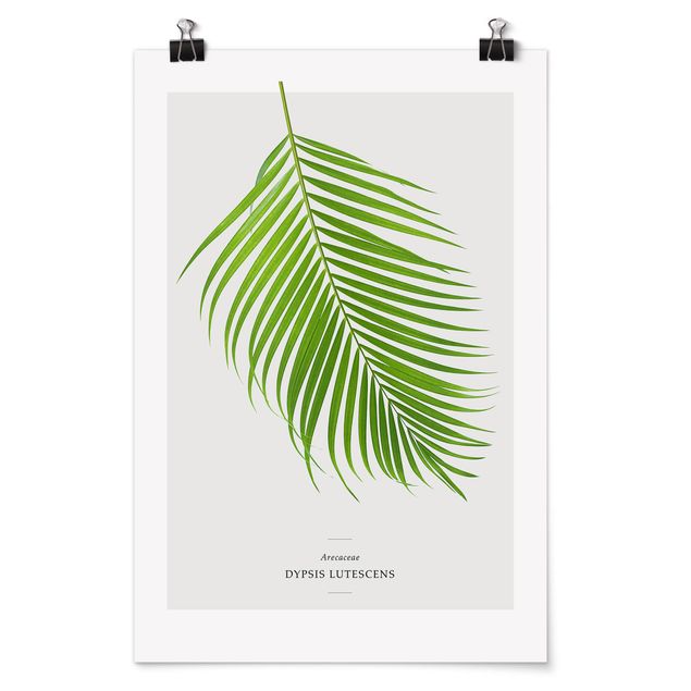 Tableau citation Feuilles tropicales Areca Palm