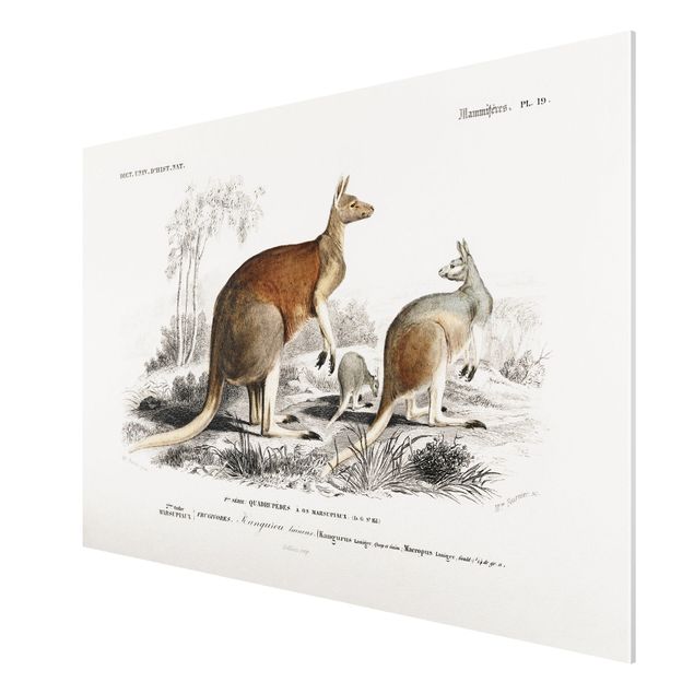 Tableau animaux Tableau Botanique Kangourou