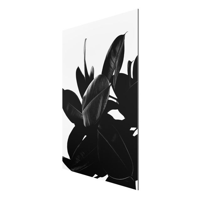tableaux floraux Arbre à caoutchouc noir et blanc