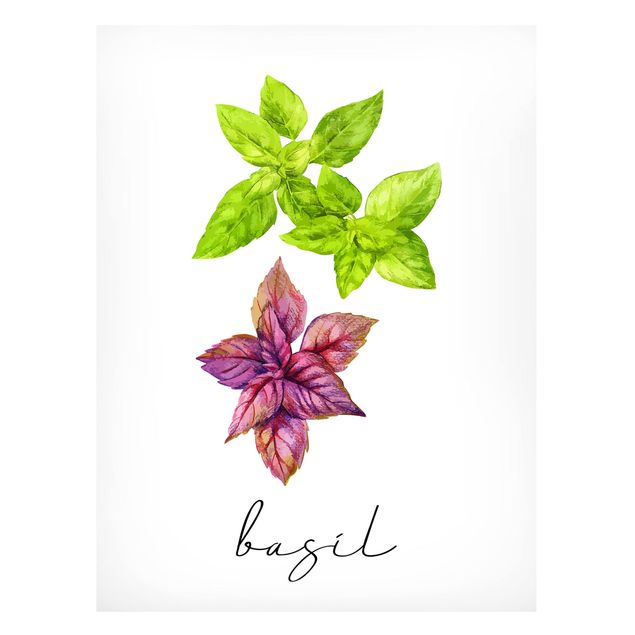 Tableaux magnétiques avec fleurs Illustration d'herbes aromatiques Basilic