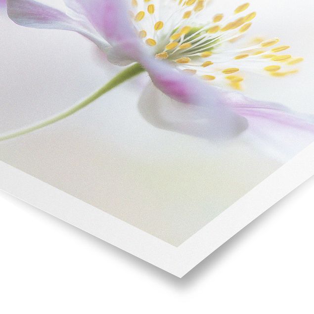 Posters fleurs Fleur de vent en blanc