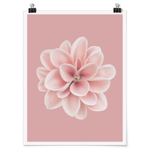 Poster fleurs Fleur Dahlia Rose Blush Centré