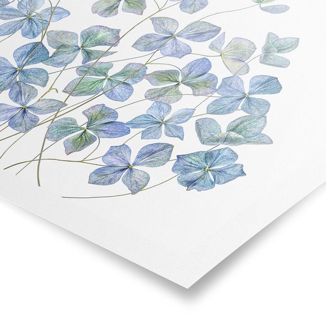 Tableau ton bleu Fleurs d'hortensia bleues