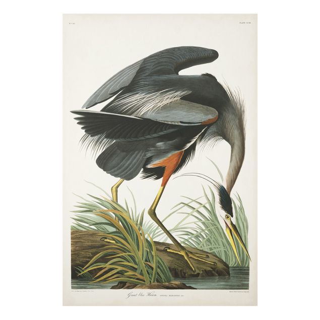 Tableau animaux Tableau Botanique Blue Heron