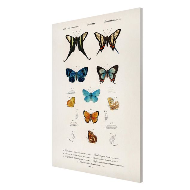 Cadre animaux Tableau Vintage papillons I
