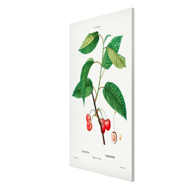 Tableaux magnétiques avec fleurs Illustration Botanique Vintage Cerises Rouges