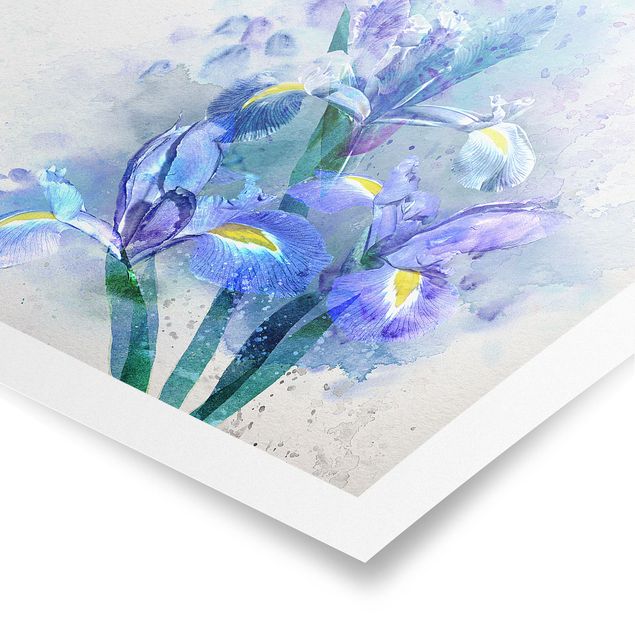 Posters fleurs Aquarelle Fleurs Iris