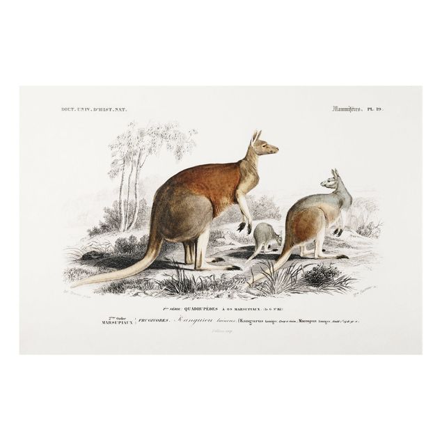 Tableau Australie Tableau Botanique Kangourou