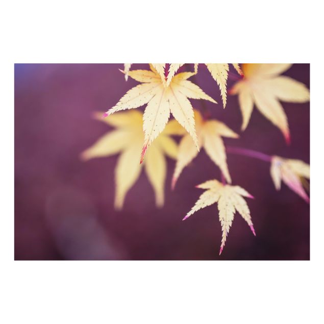 Fonds de hotte - Autumn Maple Tree - Format paysage 3:2