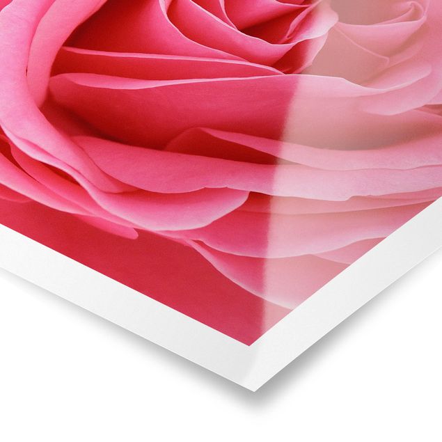 Tableau décoration Lustful Pink Rose