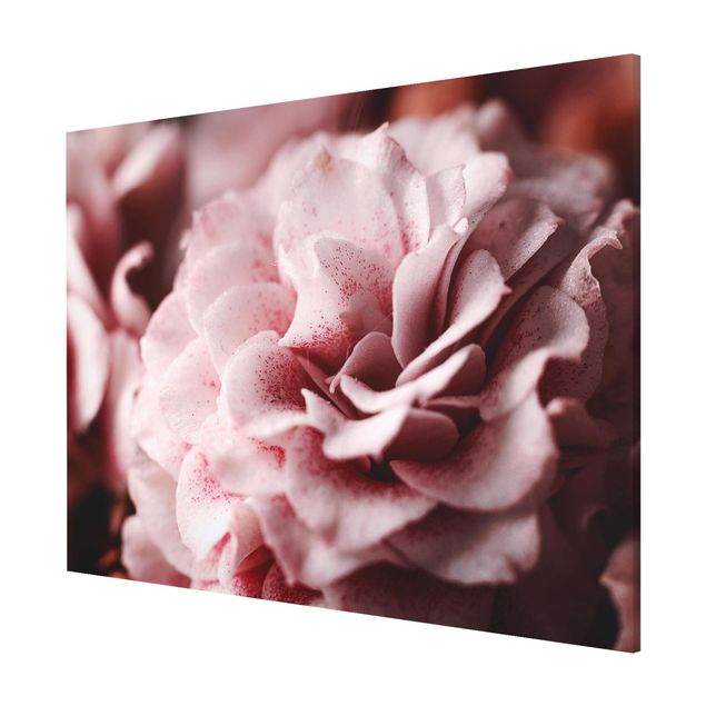 Tableau moderne Rose Pastel Shabby Pink