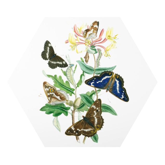 Cadre animaux Papillons britanniques IV