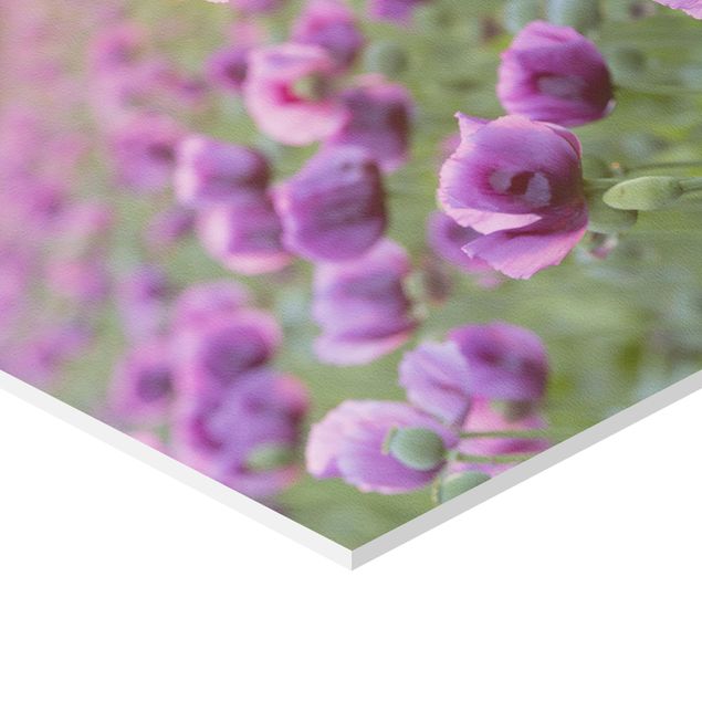 Tableaux de Rainer Mirau Prairie de coquelicots violets au printemps