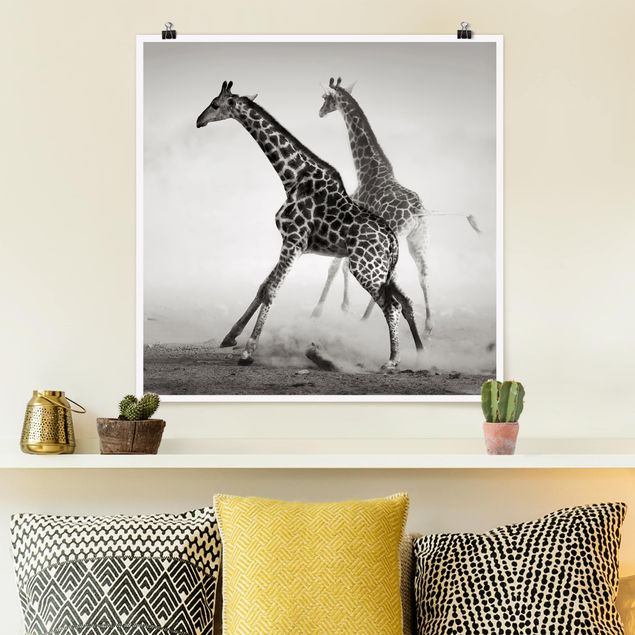 Tableau girafes Girafes à la chasse