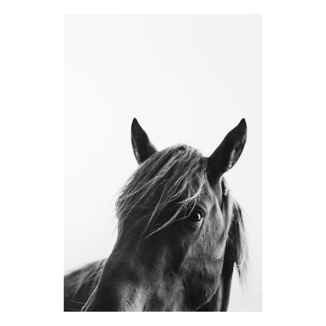 Tableau chevaux Cheval curieux