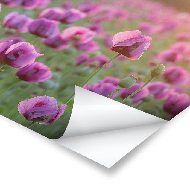 Tableaux de Rainer Mirau Prairie de coquelicots violets au printemps