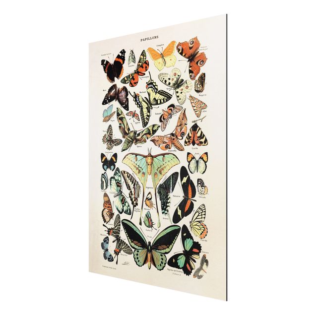 Cadre animaux Tableau Vintage Papillons et phalènes