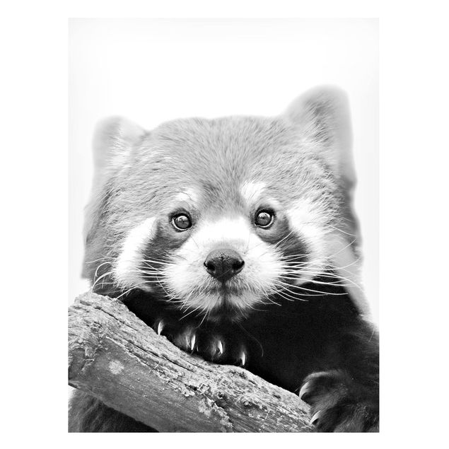 Tableaux panda Panda rouge en noir et blanc