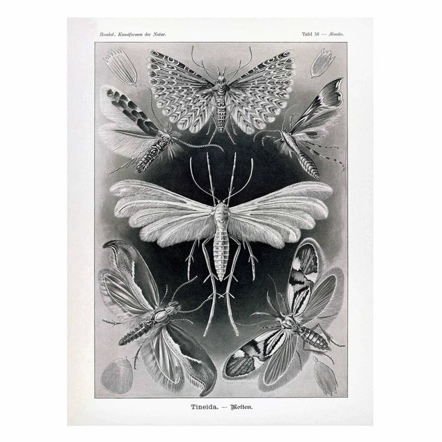 Tableau papillons Tableau Vintage phalènes et papillons