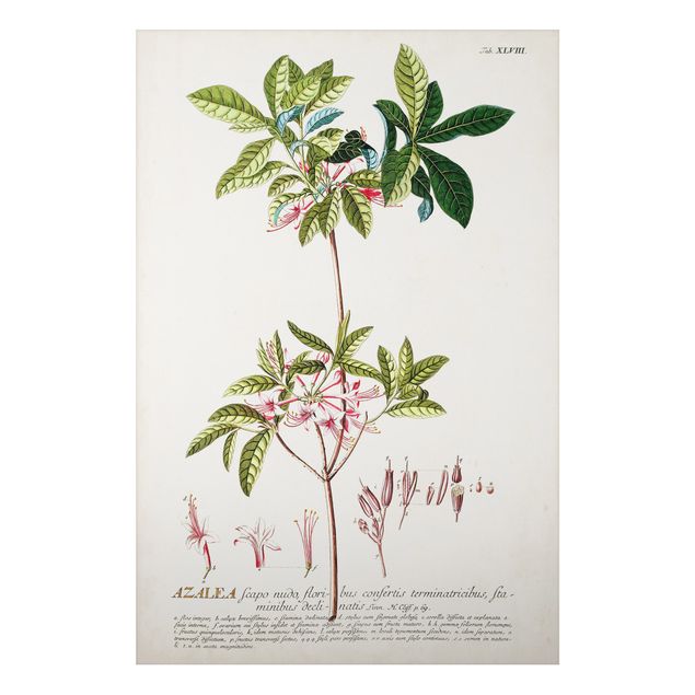 Tableaux fleurs Illustration botanique vintage Azalea