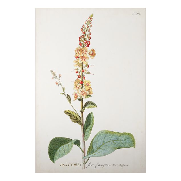 tableaux floraux Illustration botanique vintage Mullein