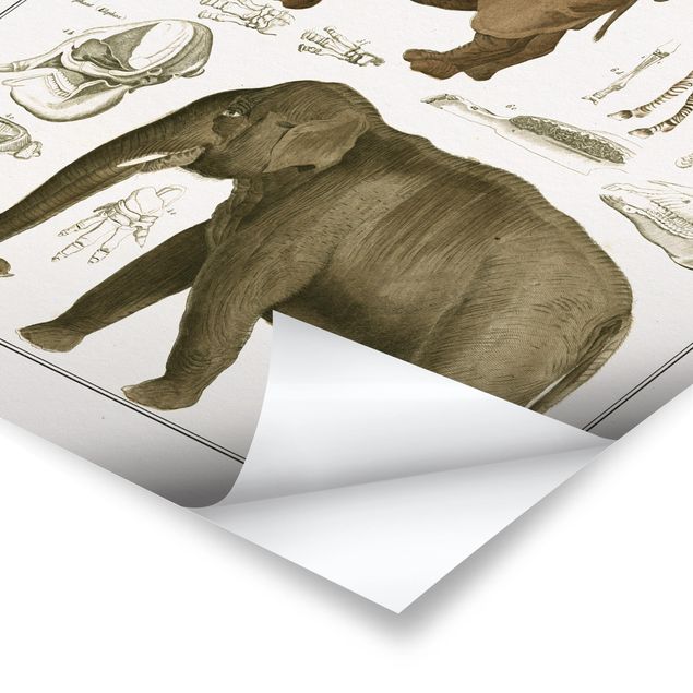 Tableau afrique Tableau Botanique éléphant, zèbre et rhino