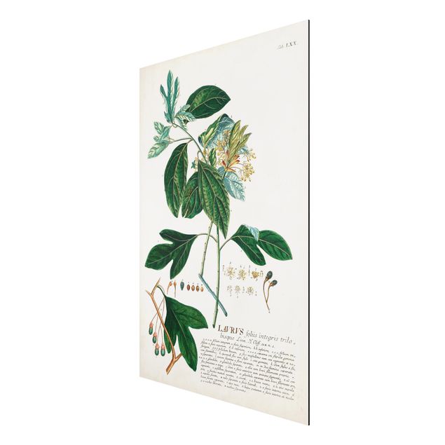Tableau style vintage Illustration botanique vintage Laurel