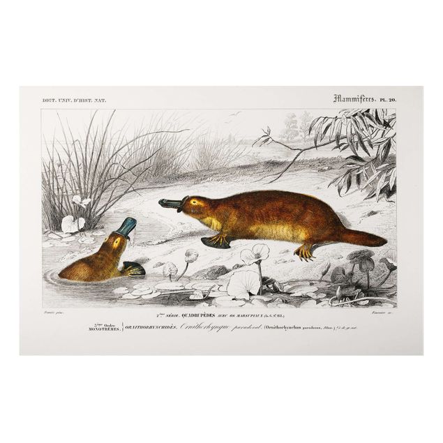 Tableaux Australie Tableau Botanique Platypus