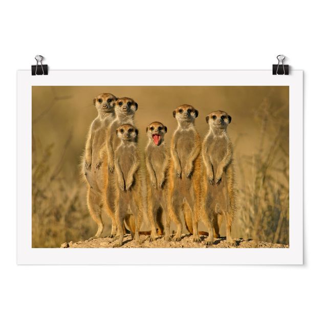 Tableau afrique Famille de suricates