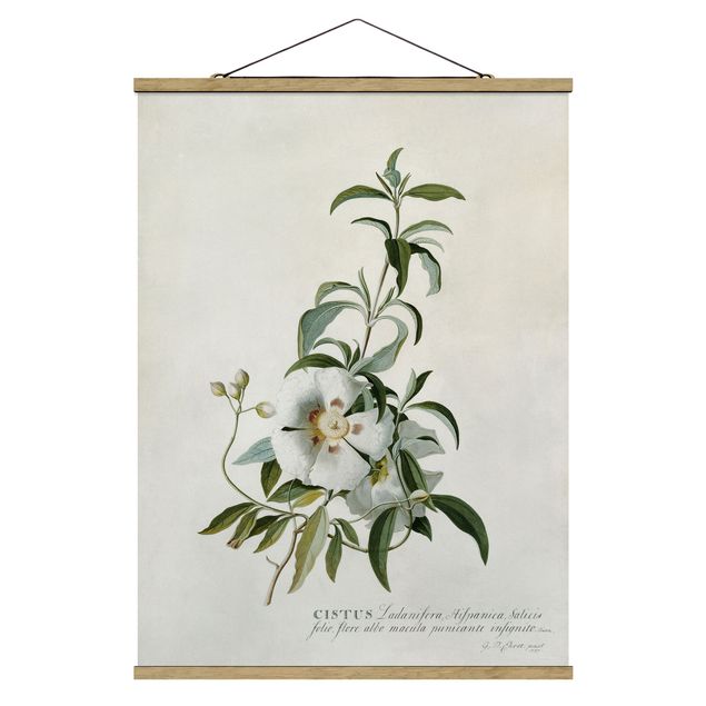 Tableau fleurs Georg Dionysius Ehret - Ciste