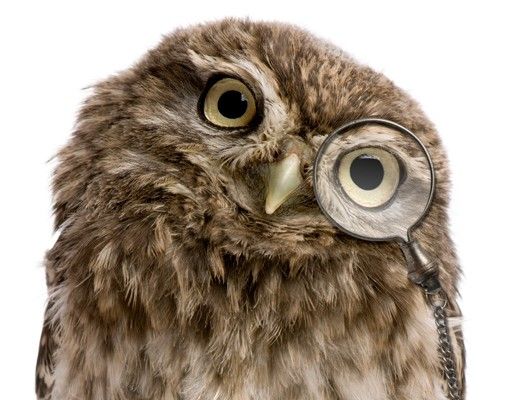 Boite aux lettres - Curious Owl