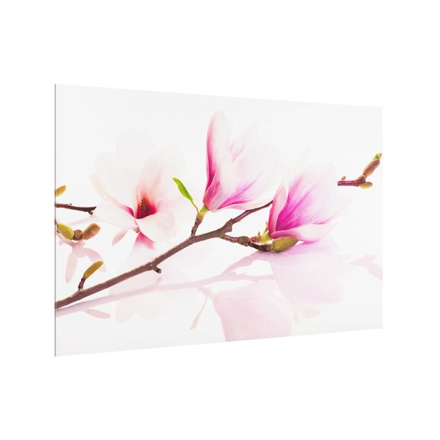 Fonds de hotte Délicate branche de magnolia