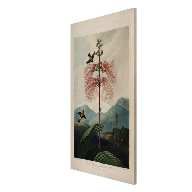 tableaux floraux Illustration Botanique Vintage Fleur et Colibri