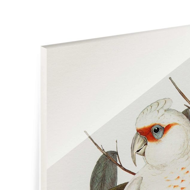 Tableau en verre - Vintage Illustration White Cockatoo