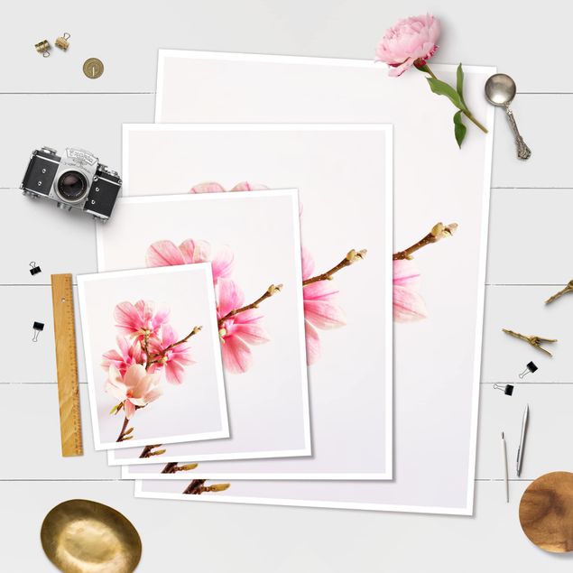 Poster fleurs - Magnolia Blossoms