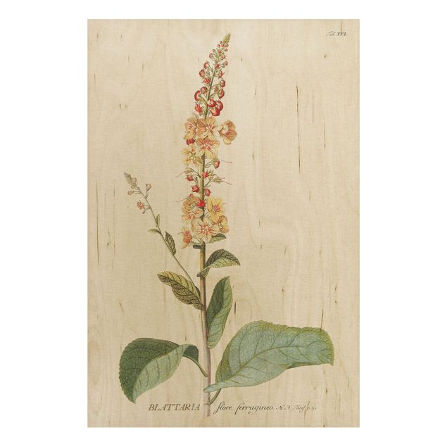 Tableaux en bois avec fleurs Illustration botanique vintage Mullein