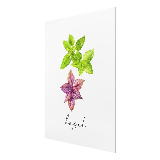 Tableaux fleurs Illustration d'herbes aromatiques Basilic