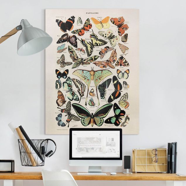Impression sur toile - Vintage Board Butterflies And Moths