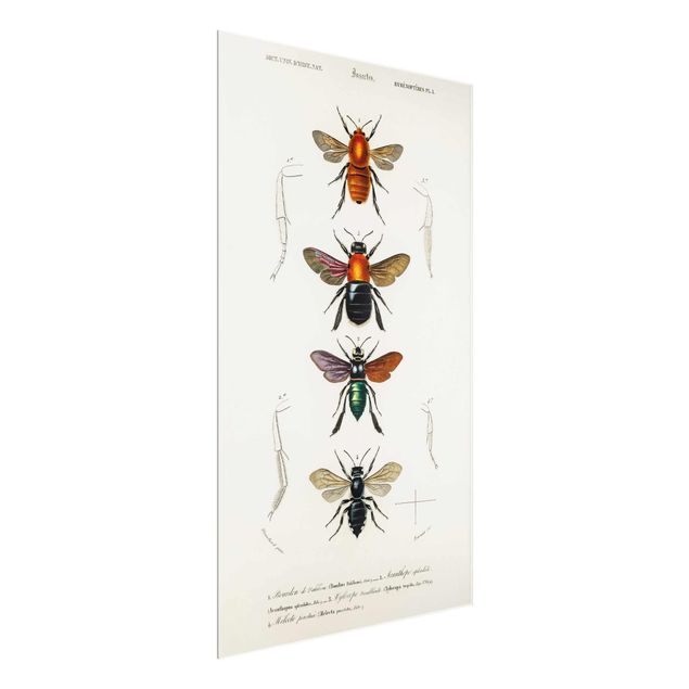 Tableau rétro Tableau Vintage Insectes