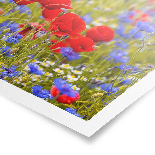Poster fleurs Prairie d'été avec coquelicots et bleuets
