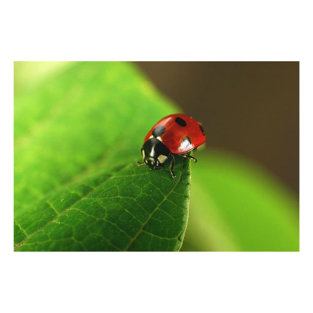 Fond de hotte - Ladybird
