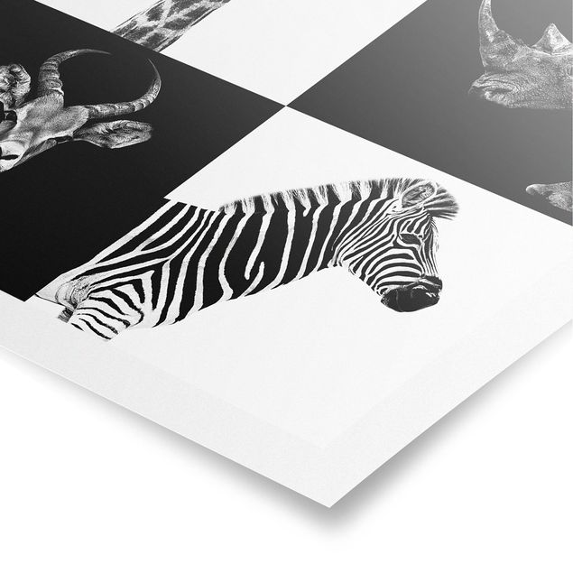 Posters en noir et blanc Quatuor Safari