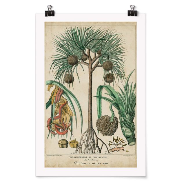 Tableau deco nature Tableau Vintage Palmiers exotiques I