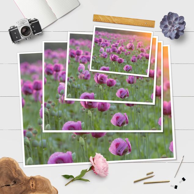 Tableau décoration Prairie de coquelicots violets au printemps