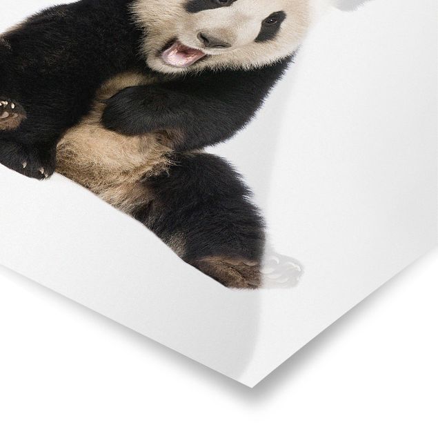Posters animaux Laughing Panda