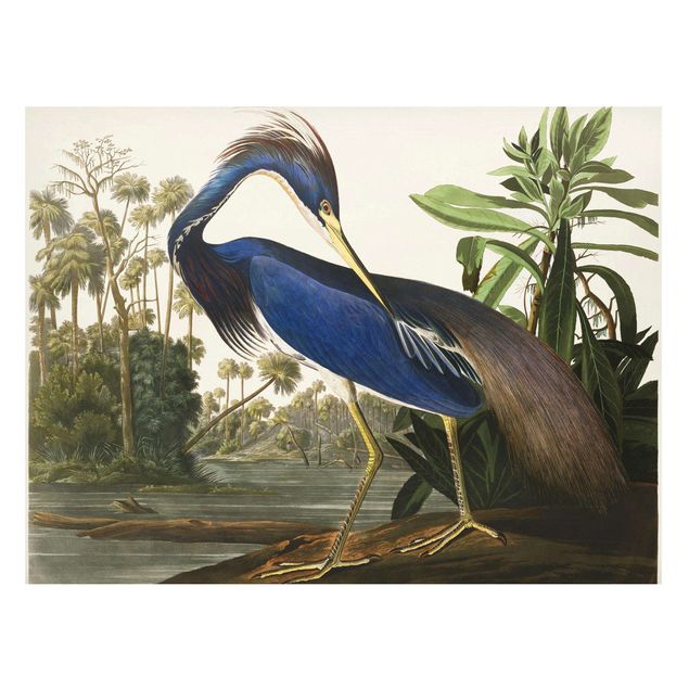 Tableaux animaux Tableau Botanique Héron de Louisiane