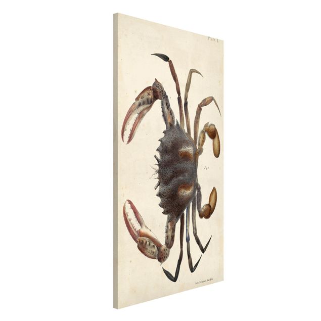 Déco mur cuisine Illustration vintage Crabe